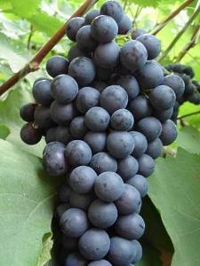 葡萄视频亚洲欧美,亚洲欧美精彩内容大汇总