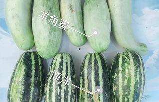 在哪吃网红瓜好吃呢,网红瓜的绝妙食府推荐